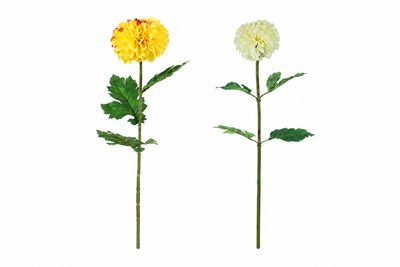 Dahlia Flower