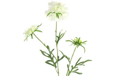 Scabiosa Flower, White