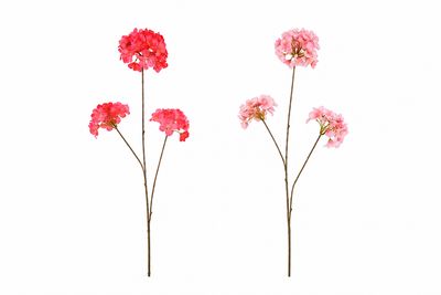 Prunus Flower 3x Prunus Flower 3x
