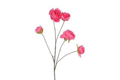 Beau Peaonia Flower