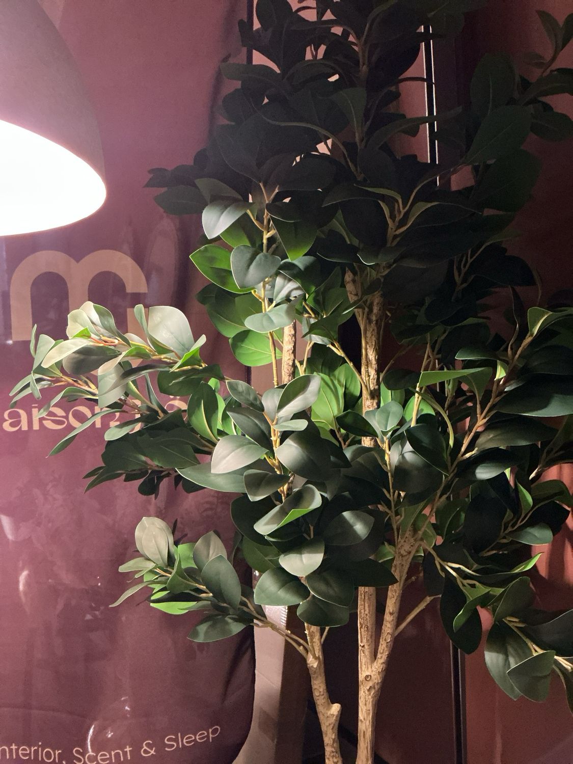 804865 plant cleyera japonica L groen