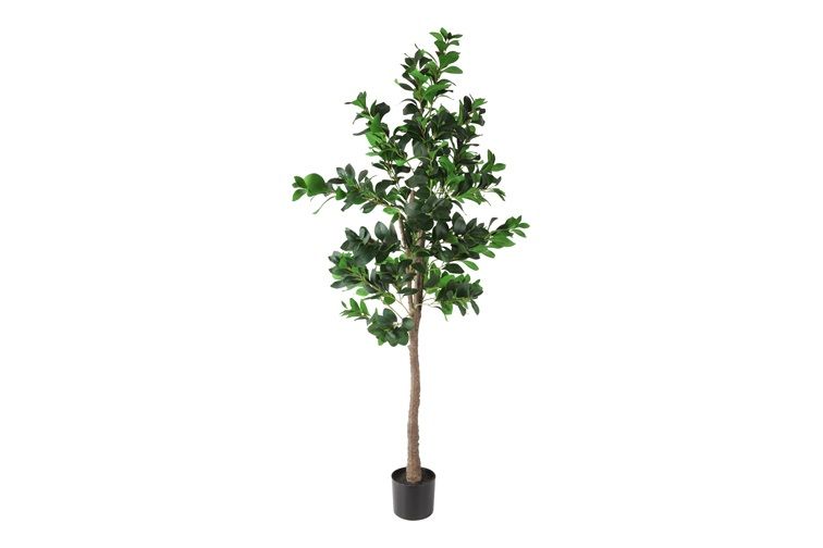 Plant Cleyera Japonica L groen Plant Cleyera Japonica L groen