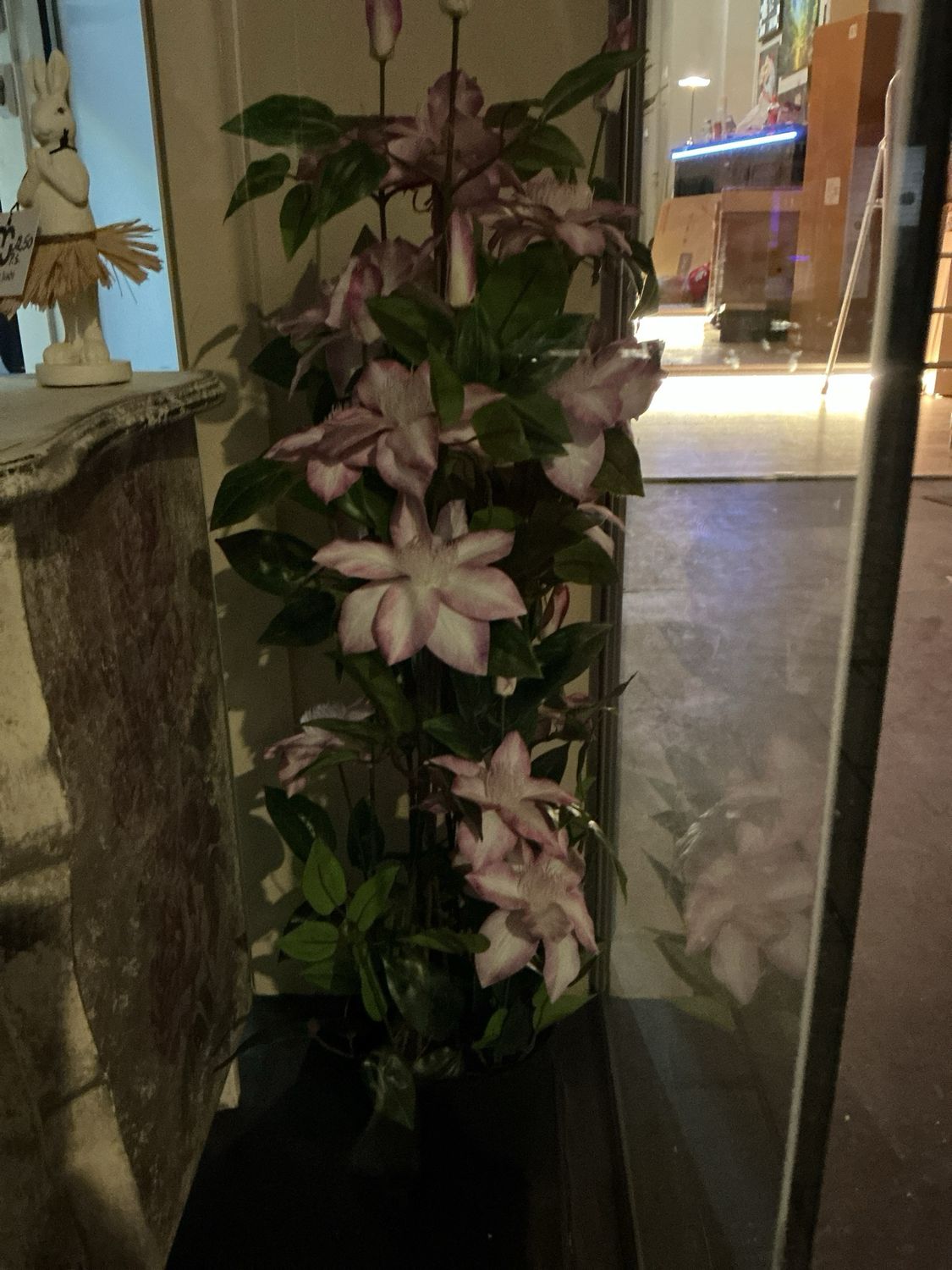 826542 plant clematis xl Roos