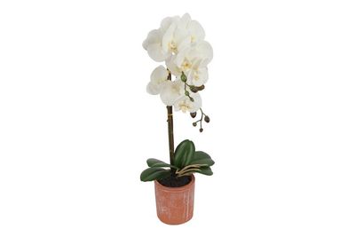 Potted Orchid, White