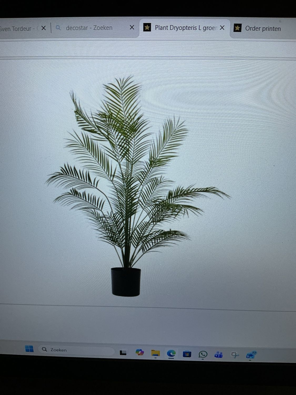 833930 plant dryopteris L groen