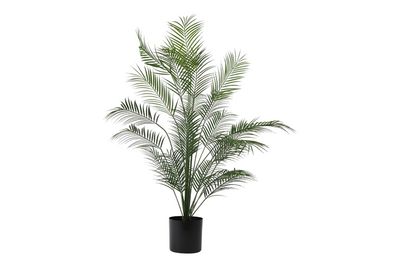 Plant: Dryopteris L., green Plant: Dryopteris L., green