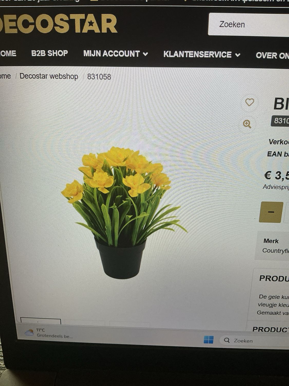 831058 bloem in pot Narcis geel