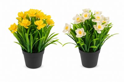 Potted daffodil