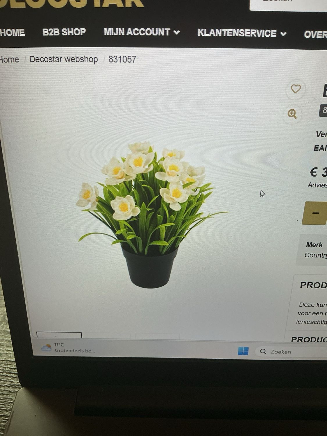 831057 bloem in pot Narcis wit