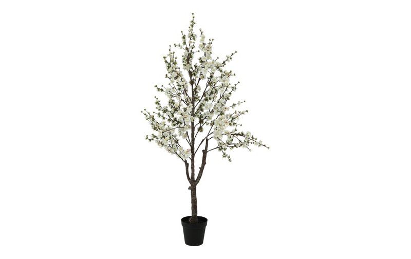 Plant Prunus Sakura S wit Plant Prunus Sakura S wit