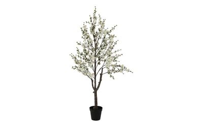 Prunus Sakura S White Plant Prunus Sakura S White Plant