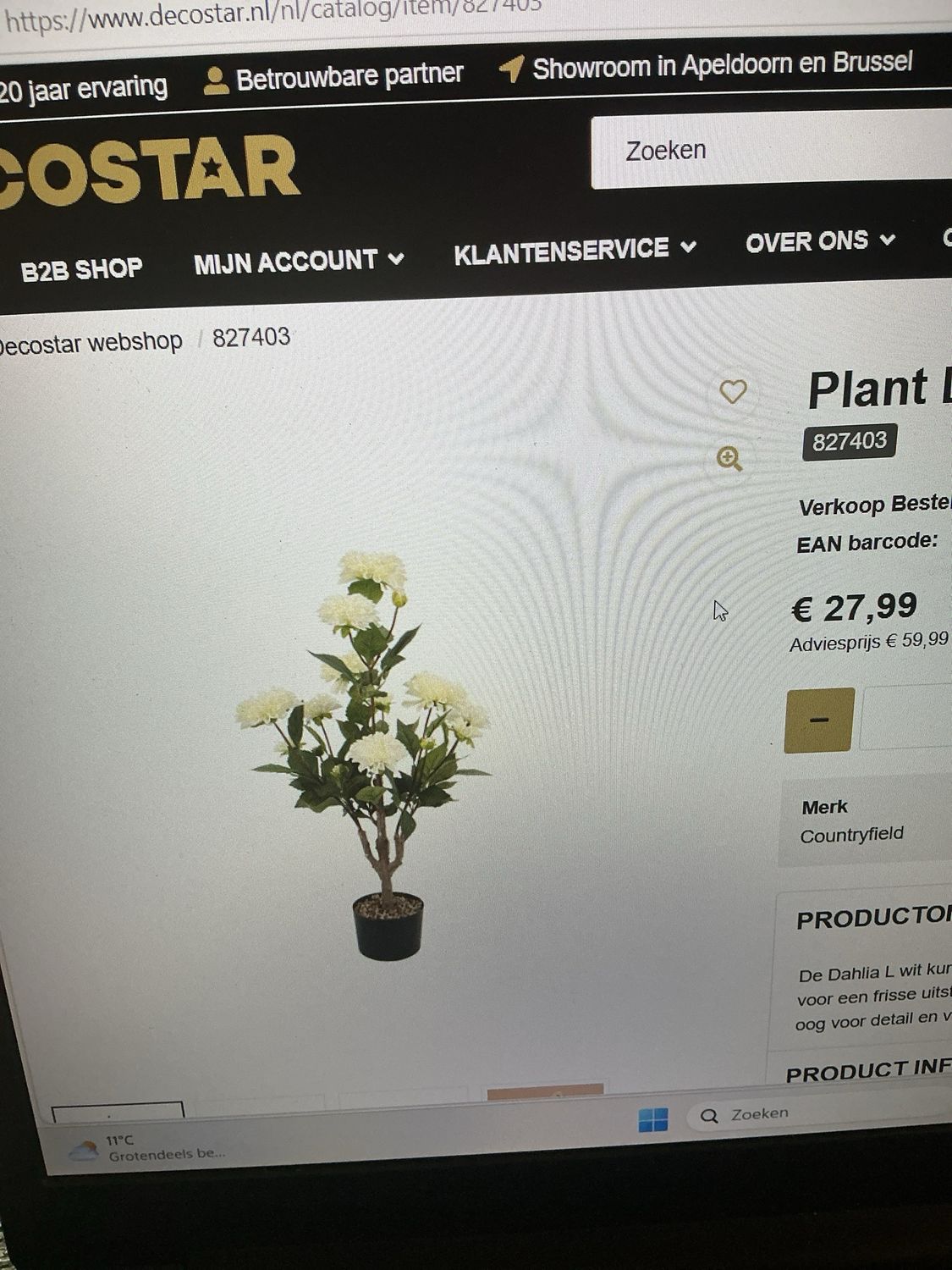 827403 plant Dahlia L wit