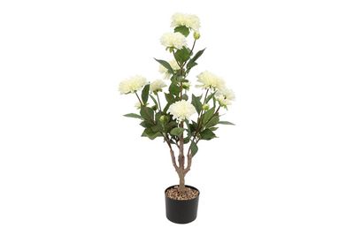 Plant Dahlia L Plant Dahlia L