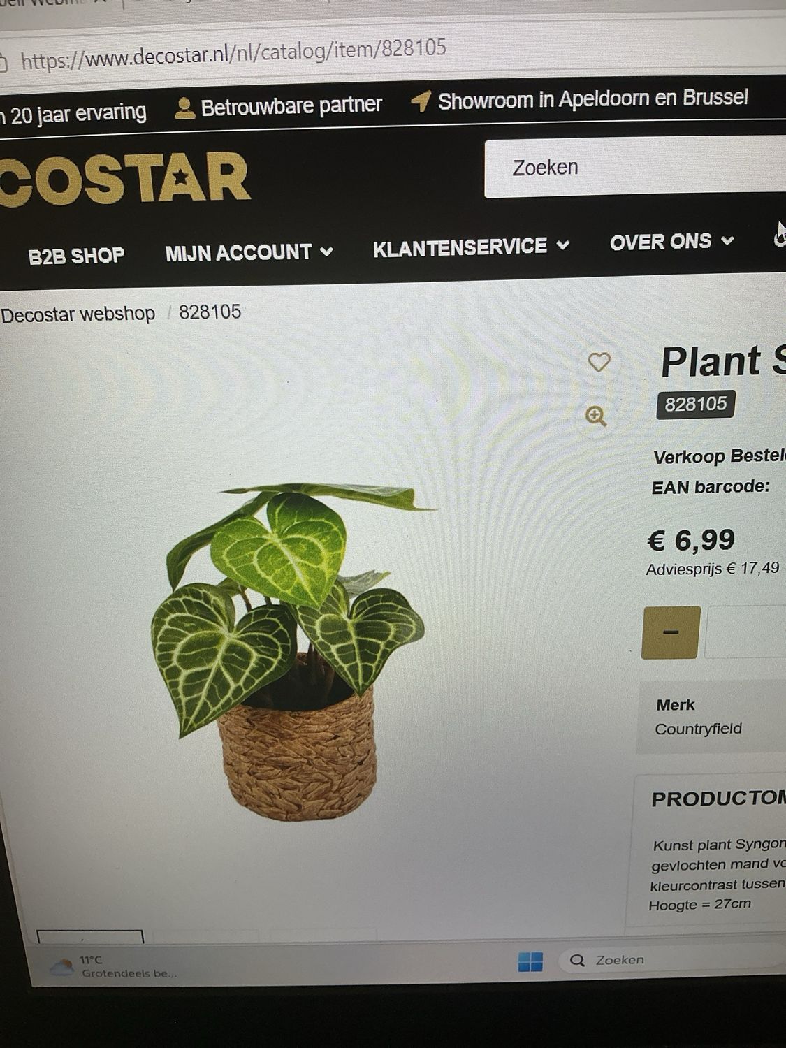 828105 plant Syngonium S groen