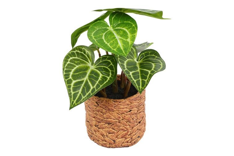 Plant Syngonium S groen Plant Syngonium S groen