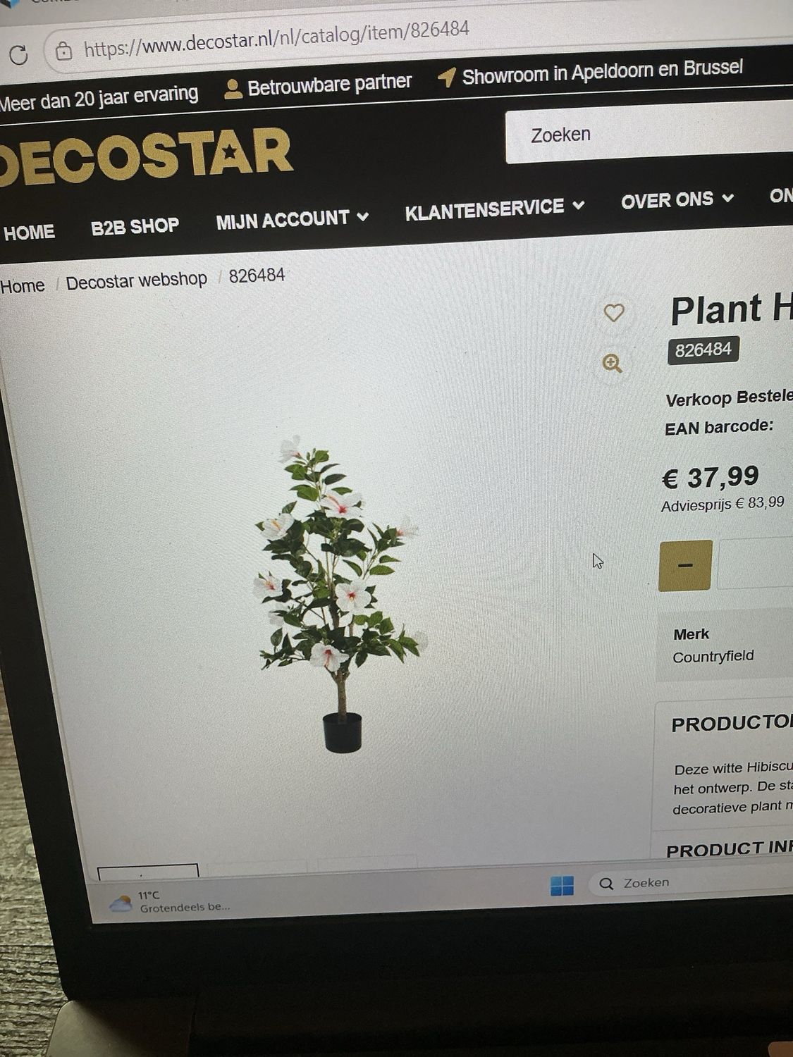 826484 plant Hibiscus S wit