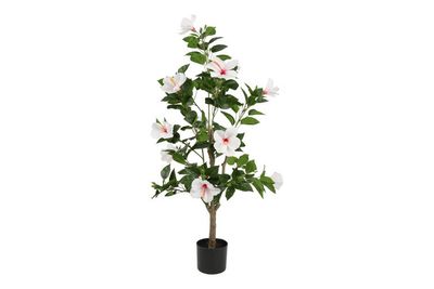 Hibiscus S White Plant Hibiscus S White Plant