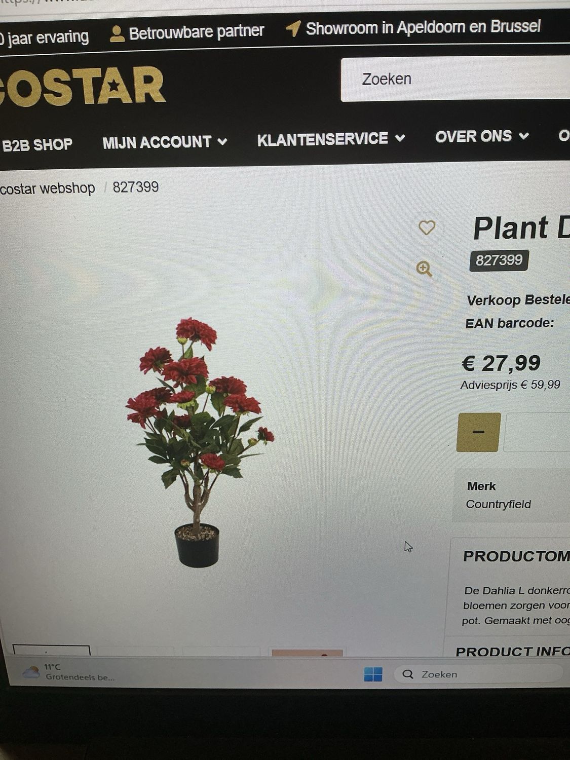 827399 plant Dahlia L rood
