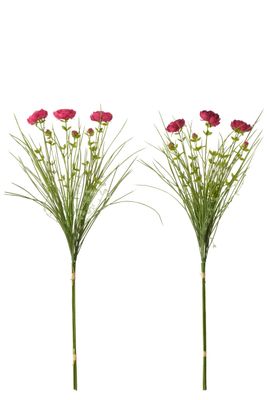 Ranunculus with Grass, Purple/Fuchsia