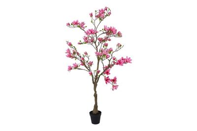 Plant Magnolia S Plant Magnolia S