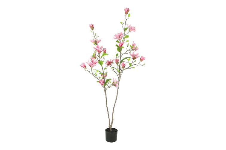 Plant Magnolia lila Plant Magnolia lila
