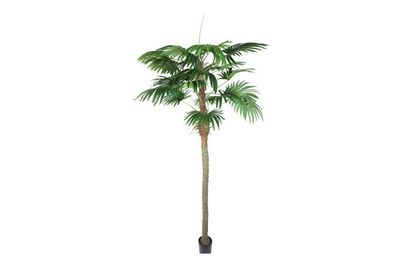 Trachycarpus Plant Palm Tree XL Green Trachycarpus Plant Palm Tree XL Green