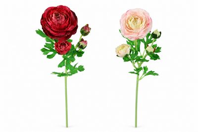 Ranunculus Élégance Flower