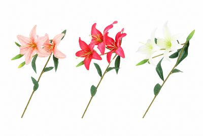 Bloem lilium Oriental