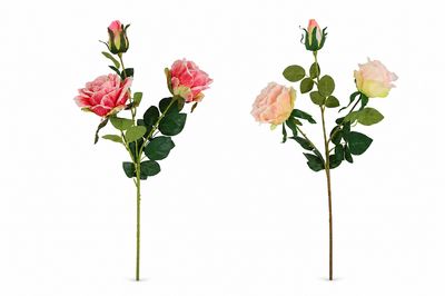 Flower Cluster Rose