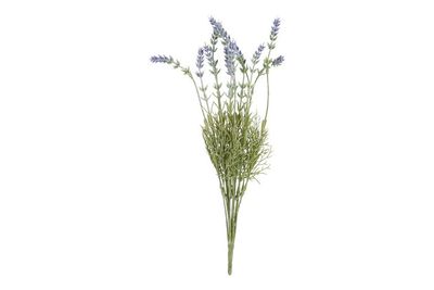 Lavendula Flower