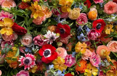 The Bach Flower Co.'s "Colorful Designer's Choice"