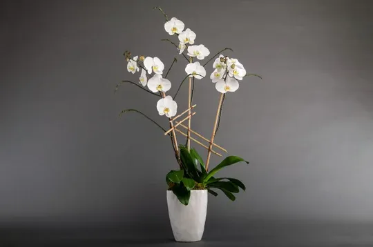 The Bach Flower Co.'s "Triple Phalo Orchid"