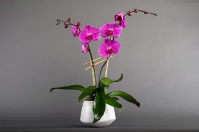 The Bach Flower Co.'s "Double Phalo Orchid"