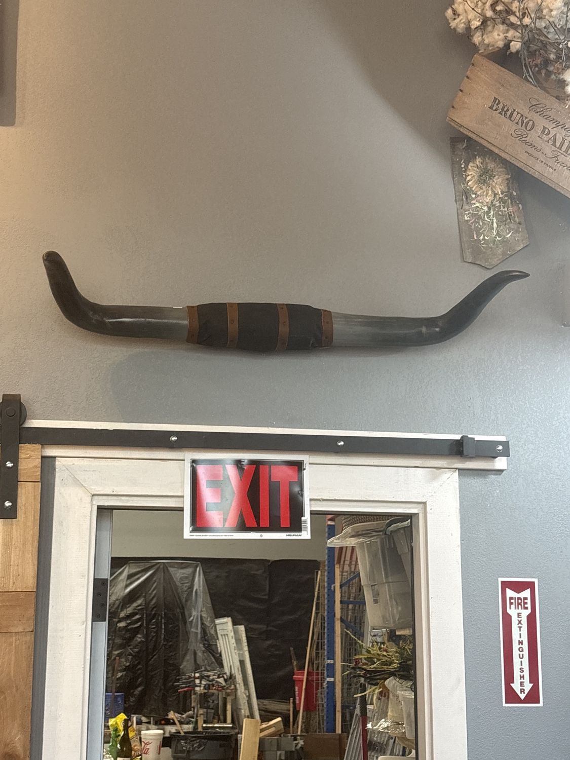 Longhorns, Size: 5-6