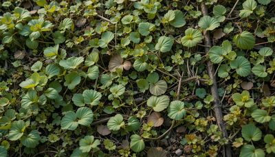 Dzień Chwastów - orientacja pozioma. Darmowa dostawa.*