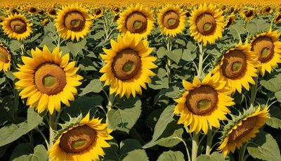 Międzynarodowy Dzień Partyzanckiego Sadzenia Słoneczników - orientacja pozioma. Darmowa dostawa.*