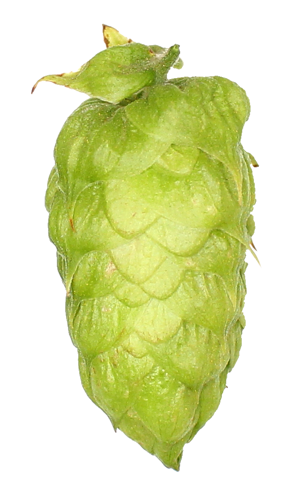 Nelson sauvin lúpulo en pellets 2 oz (56 gr)