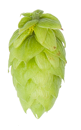 Tradition lúpulo en pellets 2 oz (56 gr)