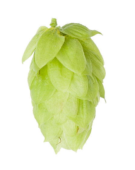 Saaz lúpulo en pellets 2 oz (56.7 gr)