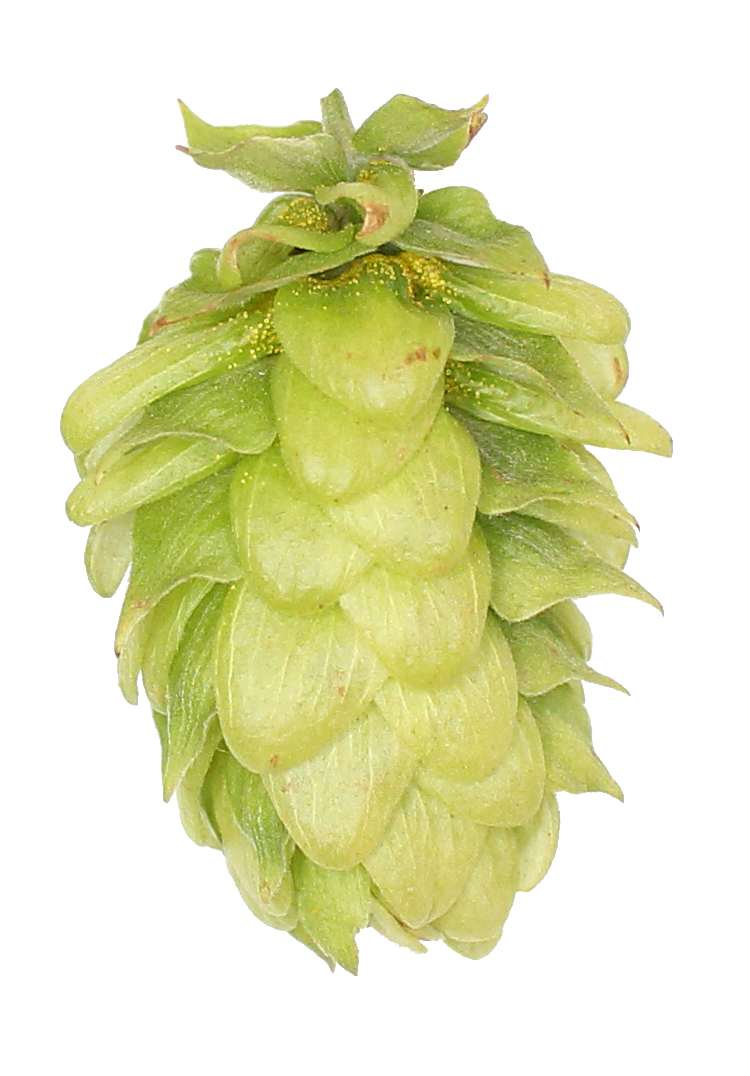 Willamette lúpulo en pellets 2 oz (56 gr)