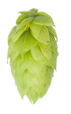 Tradition lúpulo en pellets 2 oz (56 gr)