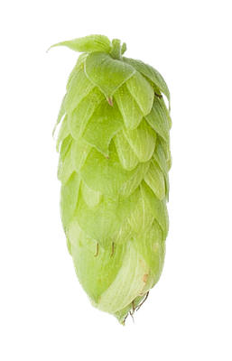 Perle lúpulo en pellets 2 oz (56 gr)