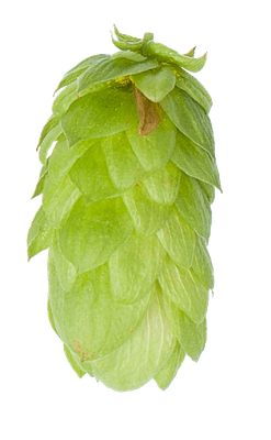 Fuggle lúpulo en pellets bolsa de 2 Oz  (56.7 gr)