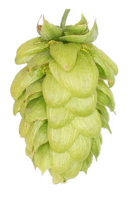 Liberty lúpulo en pellets 2 oz (56 gr)