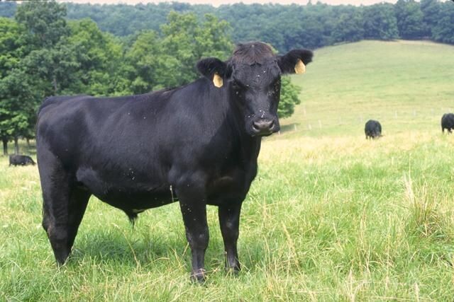 Beef Burgers (2 stuks)