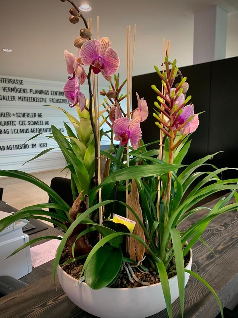 Bepflanzung mit Phalaenopsis Orchidee