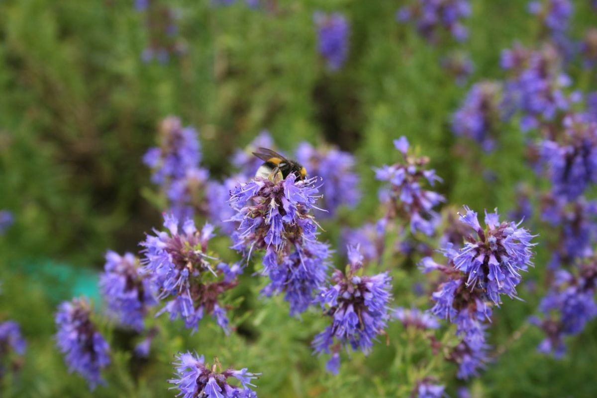 Hysope officinale (aristée) Hysope officinale (aristée)
