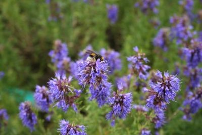 Hysope officinale (aristée) Hysope officinale (aristée)