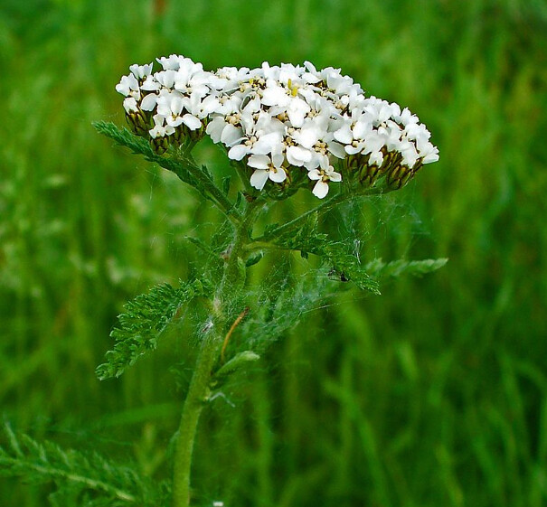 Achillée millefeuille