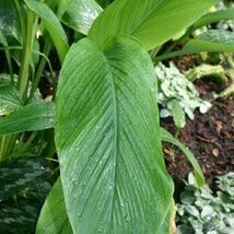 Curcuma frais